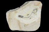 Cretaceous Fossil Fish - Morocco #104399-1